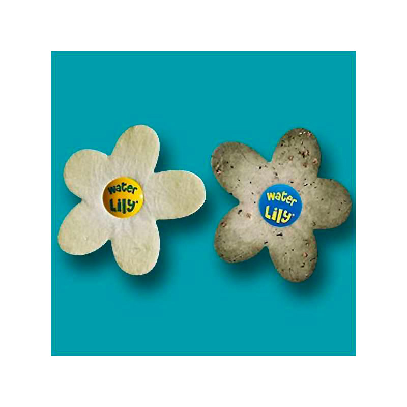 Avant-après fleur Water Lily Toucan